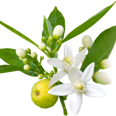 Neroli flower