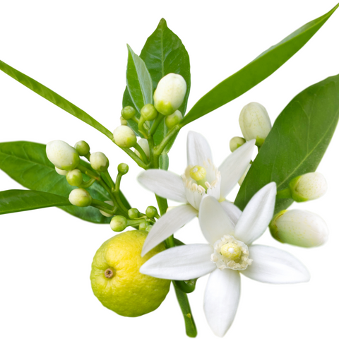 Neroli flower 