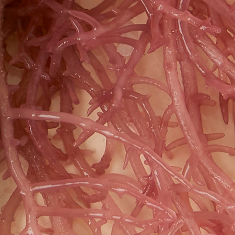 Close up of African Sea Moss