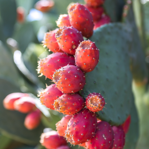 Prickly pear fruit