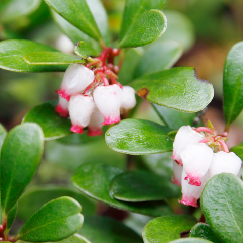 Close up of bearberry plant