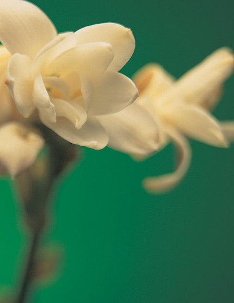 Cream color flowers in front of green background