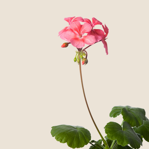 ROSE + GERANIUM