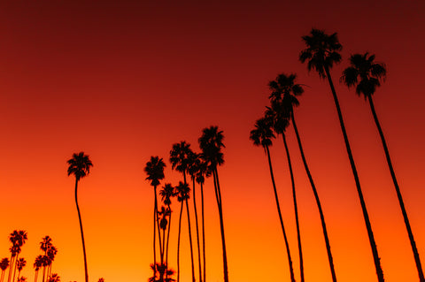 Red, orange, yellow sunset with black palm trees